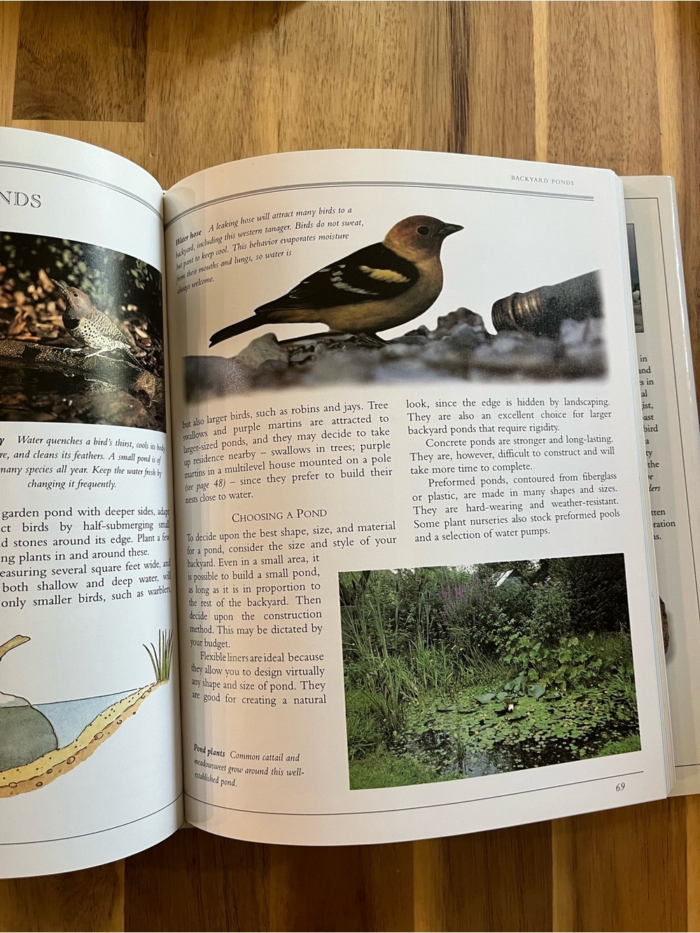 Vintage 1990s Bird Books, Lot of 2 - Picture 3 of 6